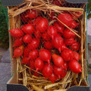 Pomodorino del piennolo Vesuviano 1,5 kg