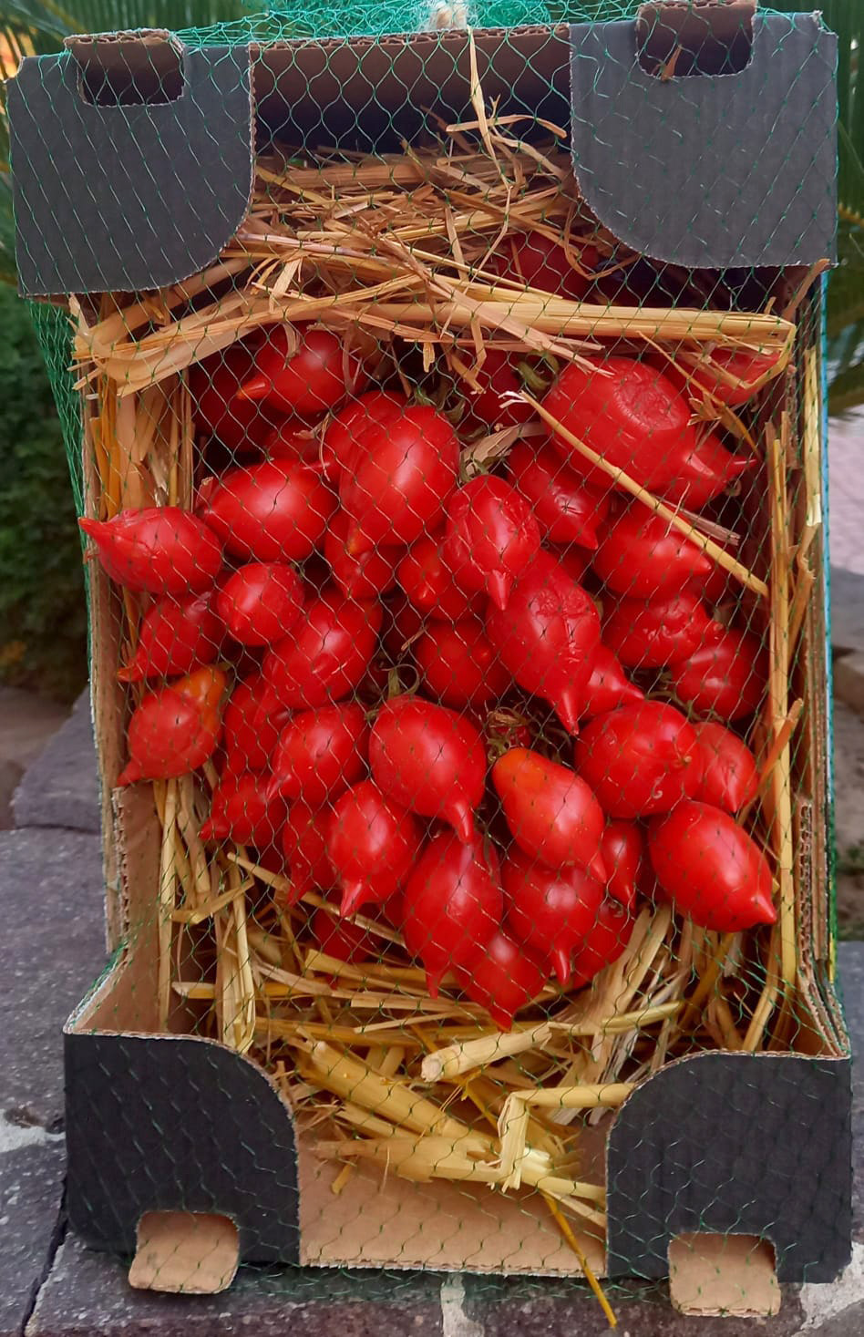 Pomodorino del piennolo Vesuviano 1,5 kg