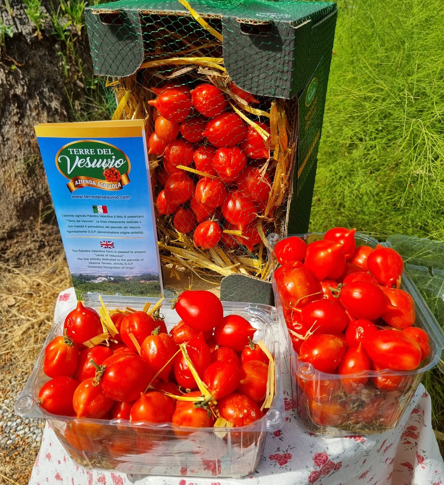 Confezione pomodorini del piennolo del Vesuvio 1kg - immagine 2
